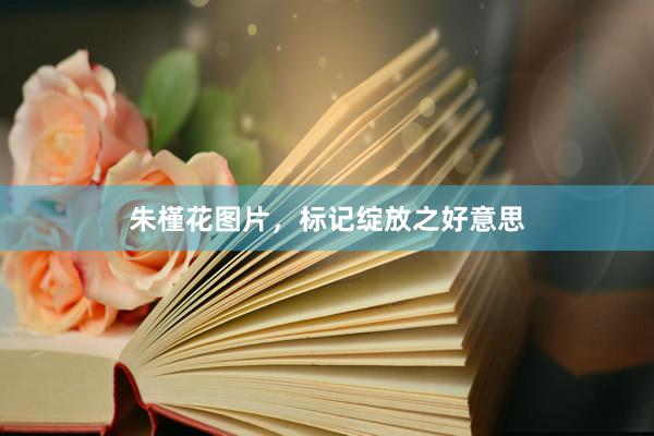 朱槿花图片，标记绽放之好意思